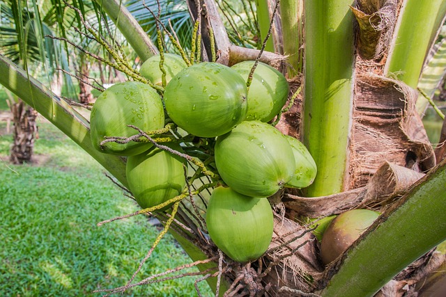 Kokoscreme i skønhedsrutinen: 5 naturlige måder at bruge det på