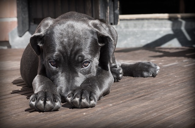 B-vitaminmangel hos hunde: Symptomer og løsninger